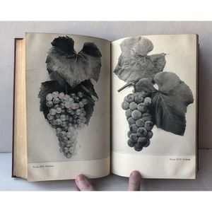 Vintage 1945 Grapes Wines Home Vineyards HC Book Photographs Viniculture Recipes